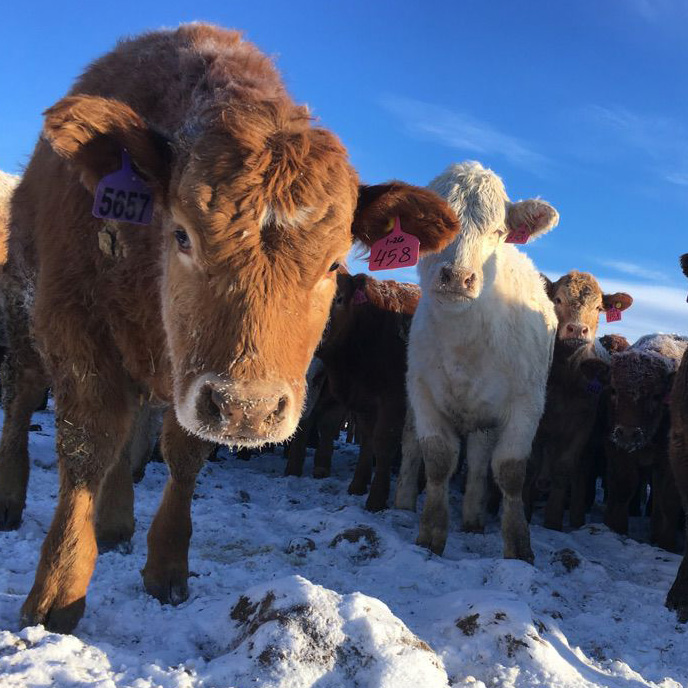 Hamiota Feedlot Our Operations